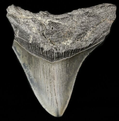 Bargain, Megalodon Tooth - South Carolina #47605